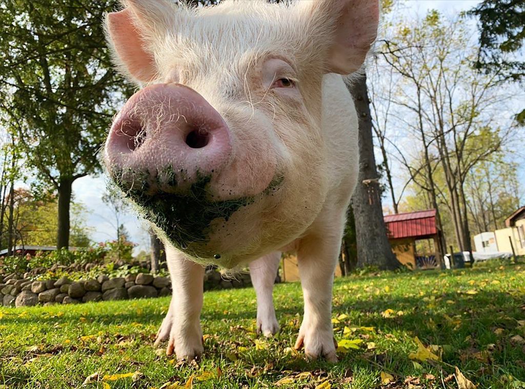 Photos From 2020 People S Choice Awards Animal Star Nominees E Online