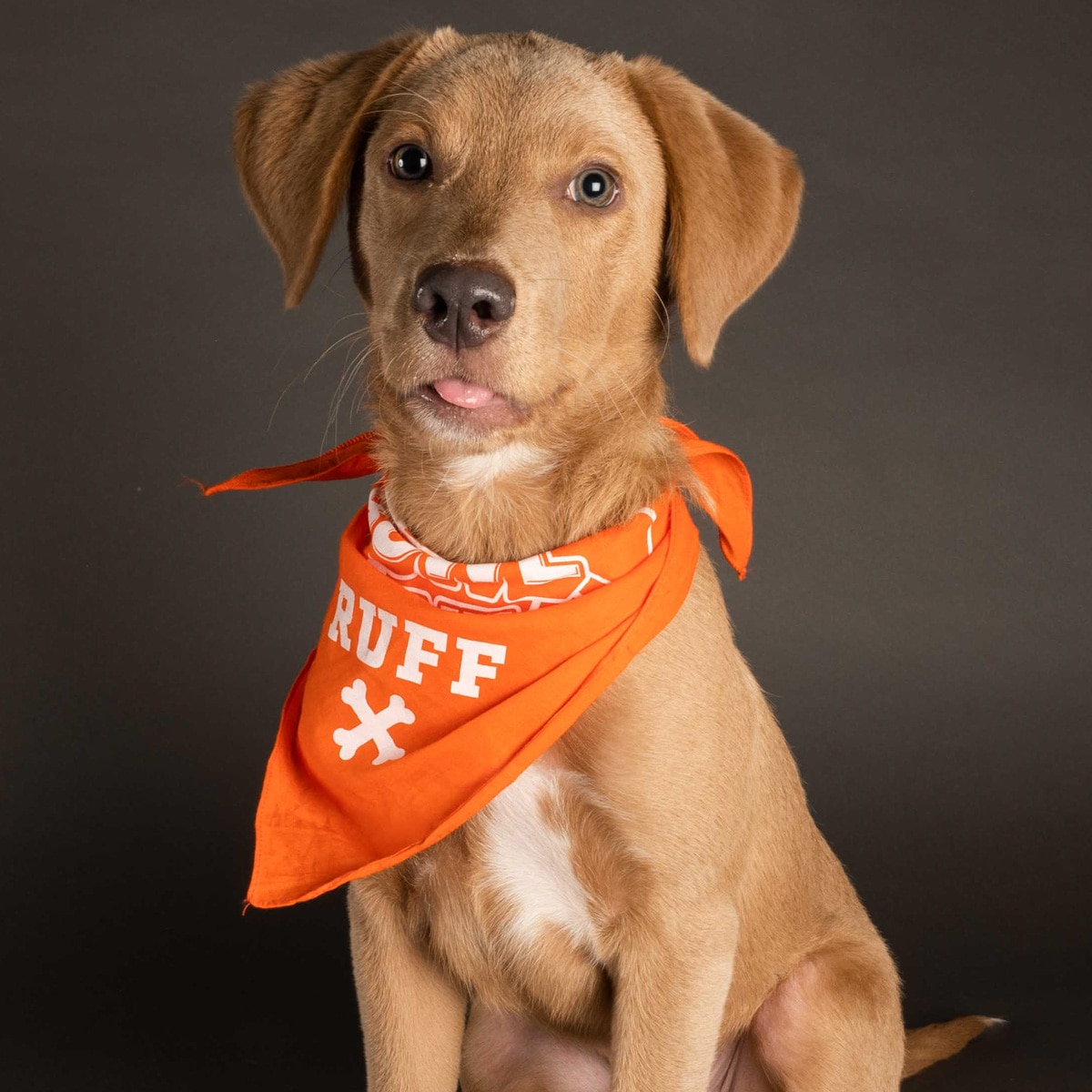 See All the Adorable Rescue Dogs Competing in the 2021 Puppy Bowl