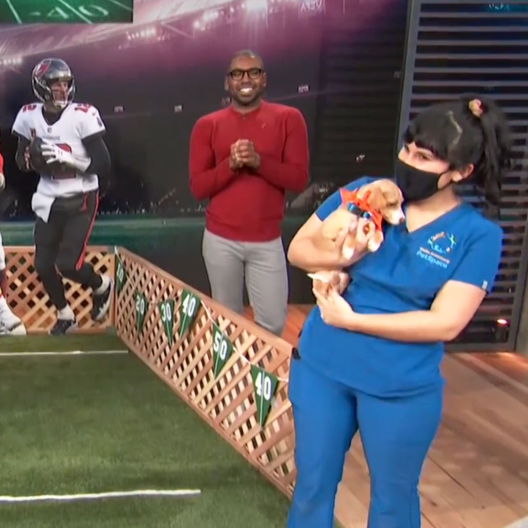 See Adorable Puppies Predict the Super Bowl Winner on Daily Pop