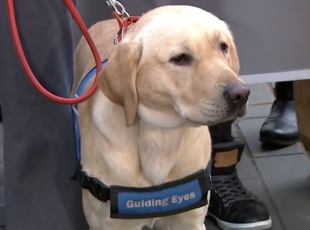 Today show hot sale guide dog