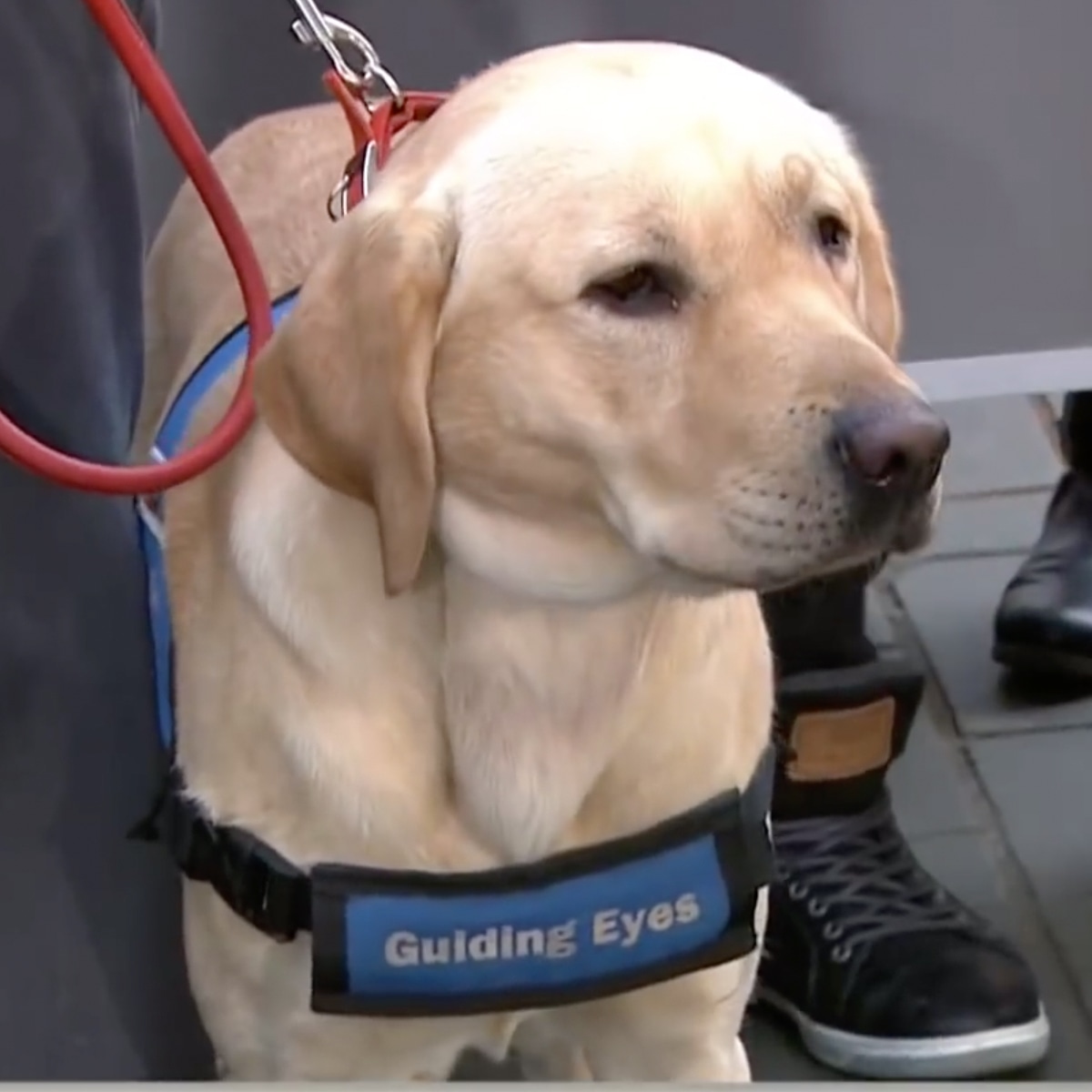 Wrangler, A Service Dog Made Famous By The Today Show, Has Died - E! Online