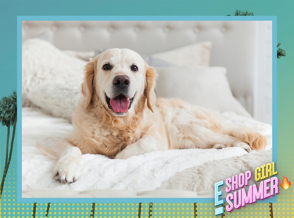 E-Comm: Shop Girl Summer, Dog-Friendly Hotels