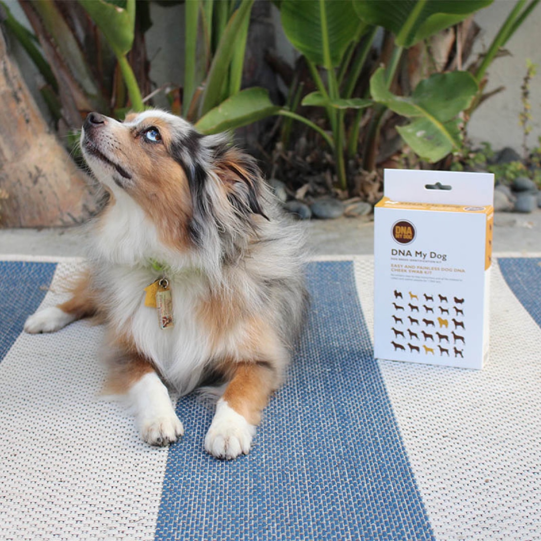 Attention, Pet Parents! This Dog DNA Kit Can Help You Get to Know Your Pup Better