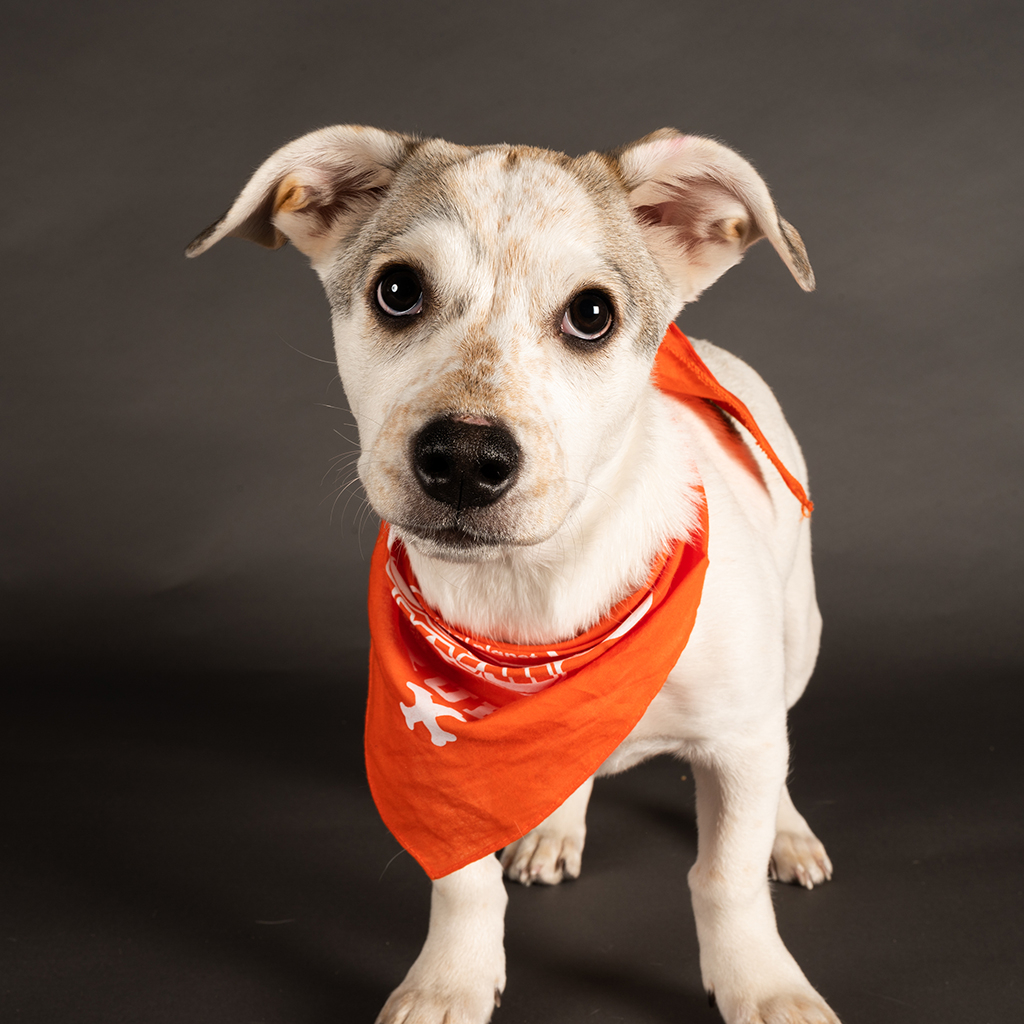 Bimini, Puppy Bowl 18, 2022