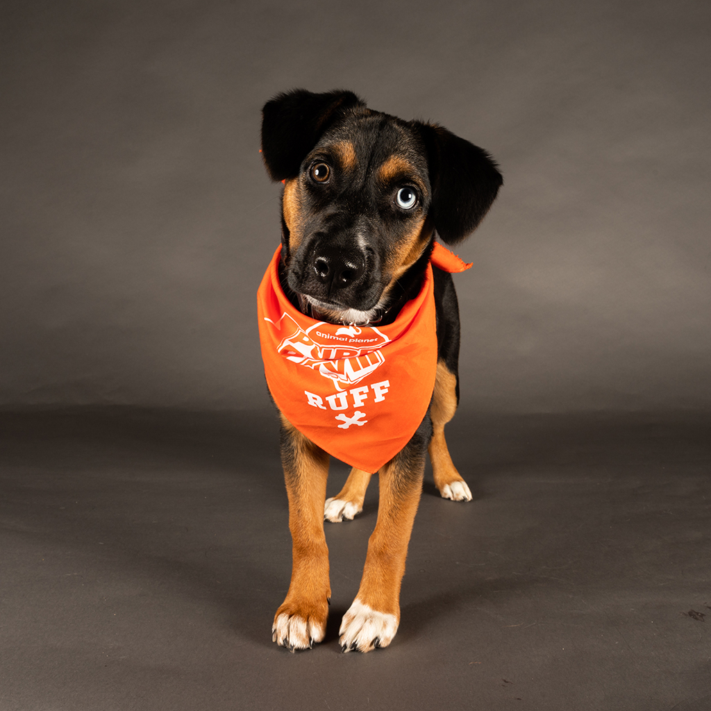 Lucy, Puppy Bowl 18, 2022