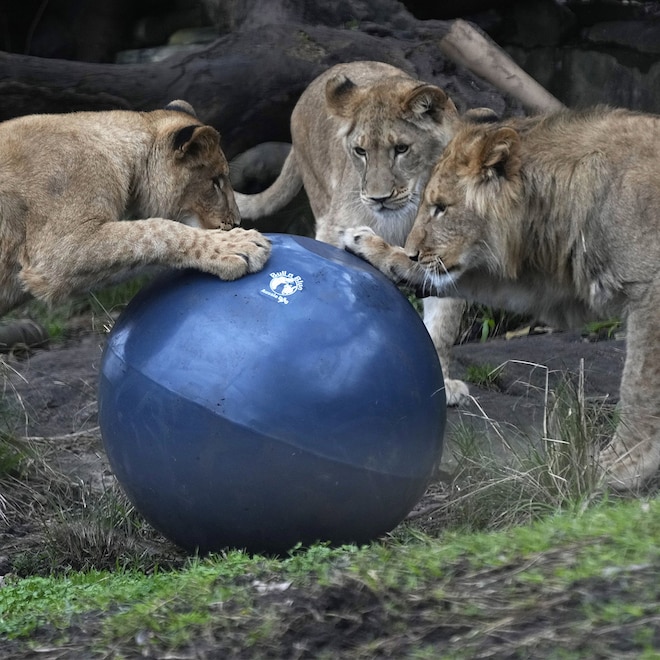 Lions, Taronga Zoo, Sydney, Australia