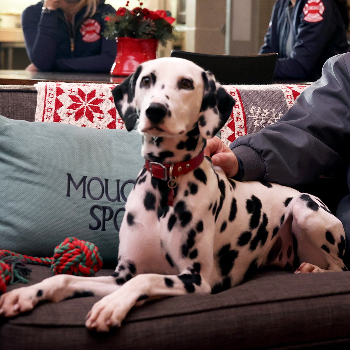 Popular Chicago Fire Dalmatian Passes Away