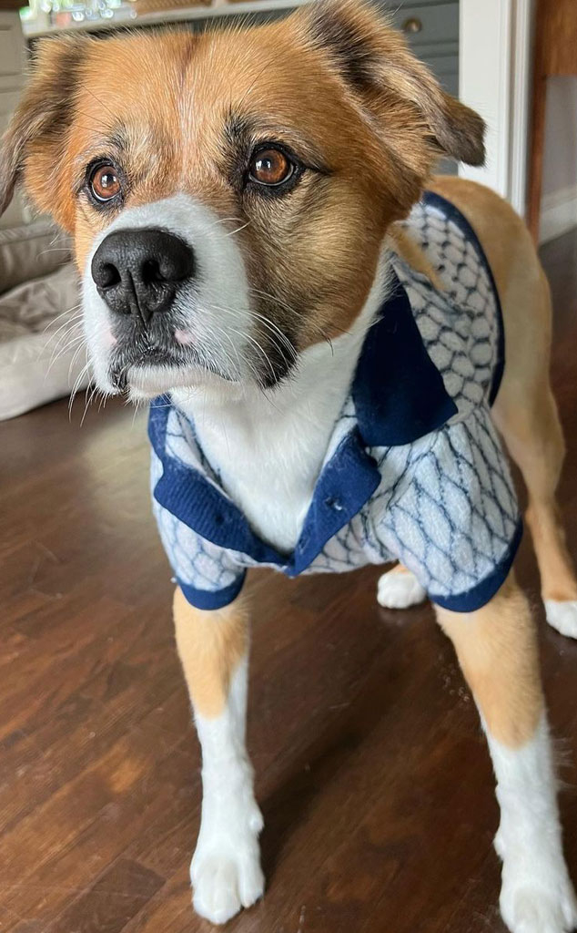 Chris Evans Gets His Dog Dodger a Matching Shirt from The Gray Man