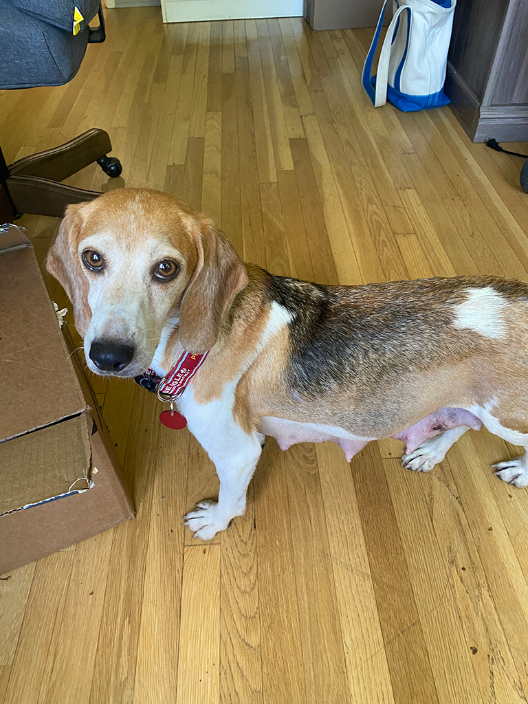 Beagle, Dog, Meghan Markle, Prince Harry, Beagle Freedom Project