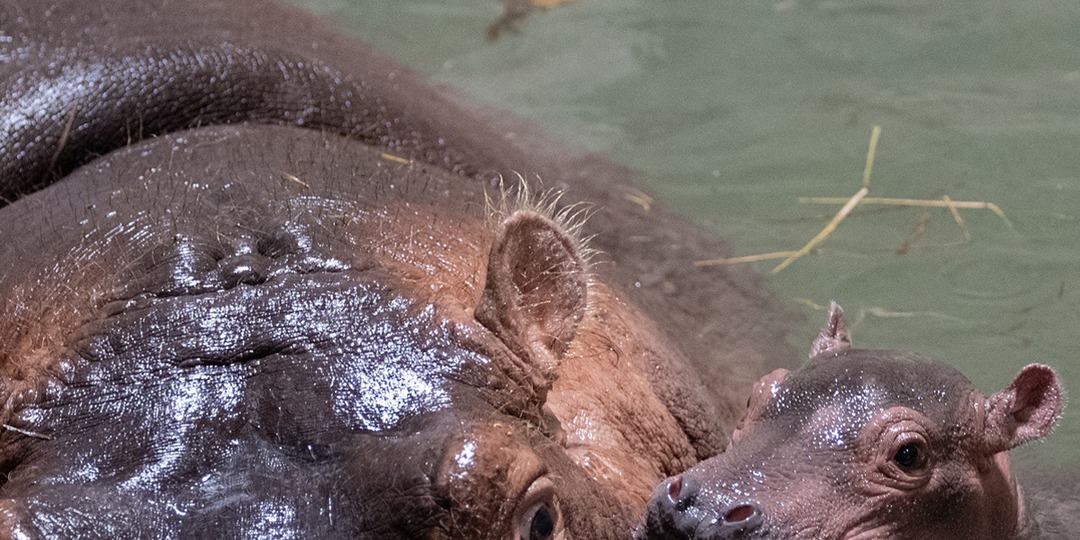 Cincinnati Zoo Reveals Sex of Fiona the Hippo's New Sibling - E! Online.jpg
