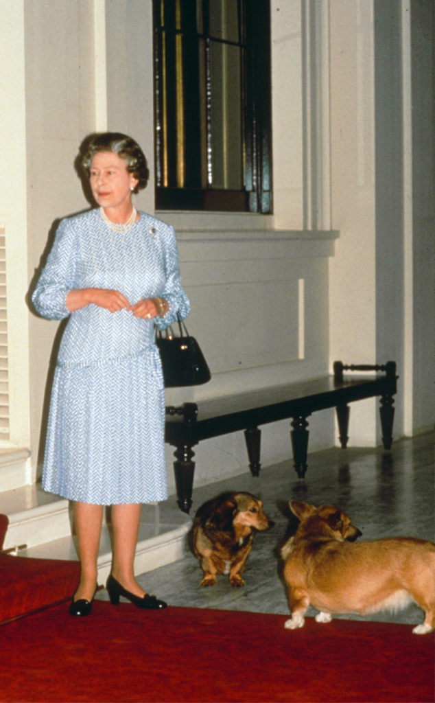 Ah, the Queen's dog!' How the royal connection brought the corgi