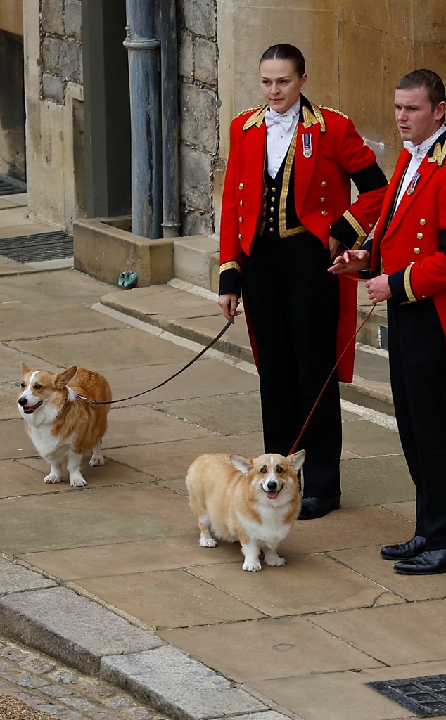 Queens 2024 corgi online