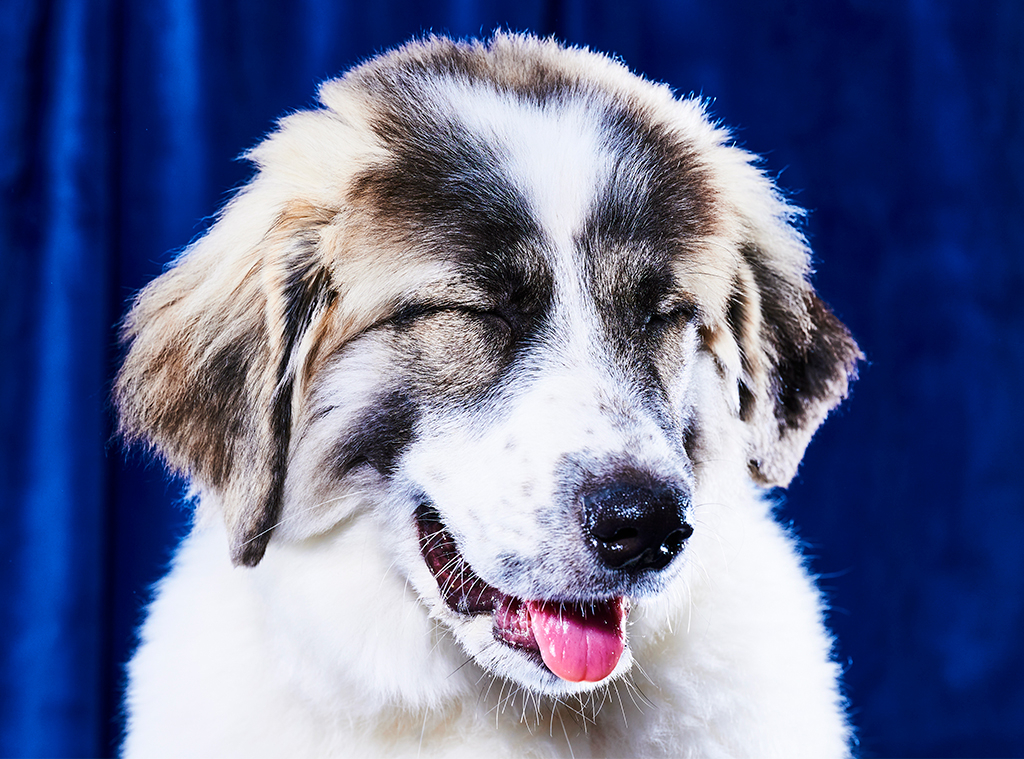 Meet the Orlando rescue dogs playing in Puppy Bowl XIX – Orlando Sentinel