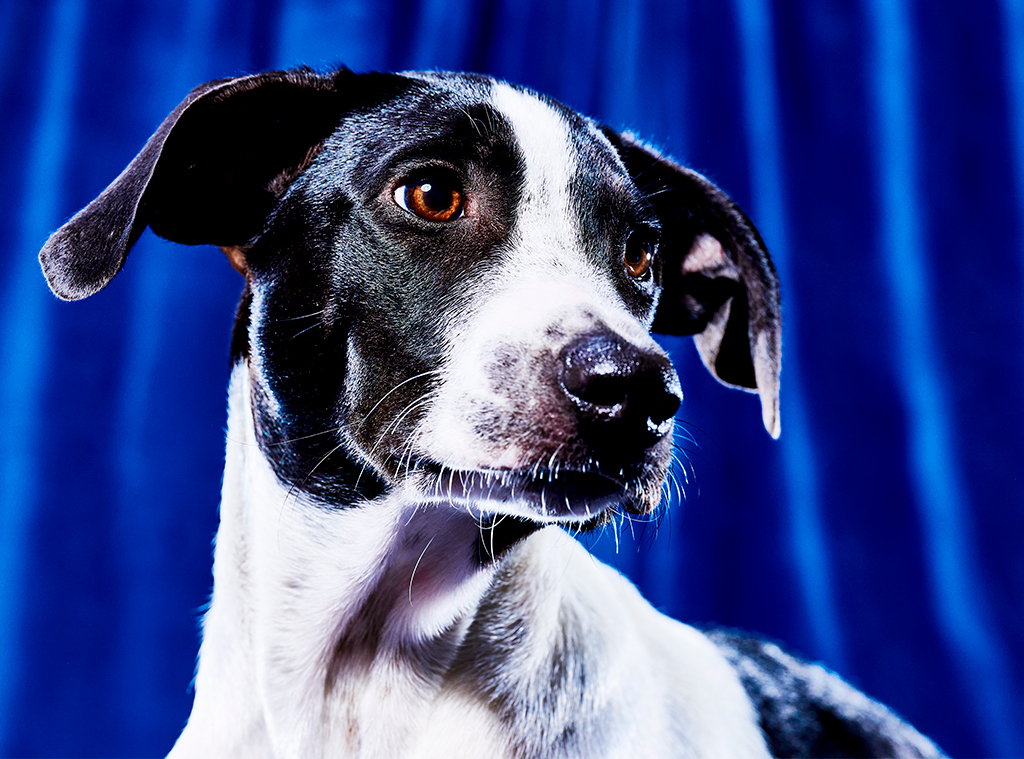 Meet the Orlando rescue dogs playing in Puppy Bowl XIX – Orlando Sentinel