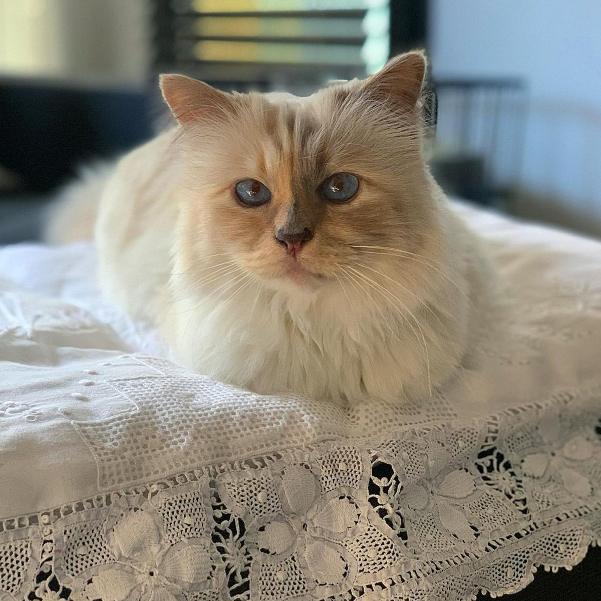 Met Gala 2023 Tributes to Karl Lagerfeld's Cat Choupette