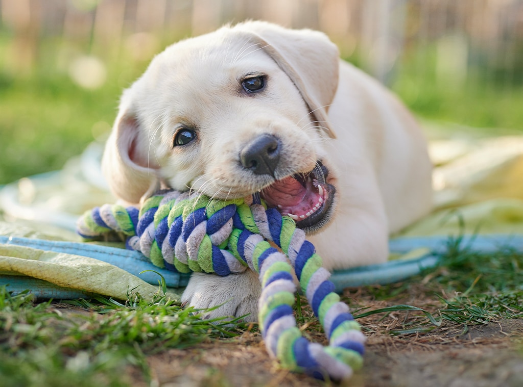 Amazon dog for outlet sale