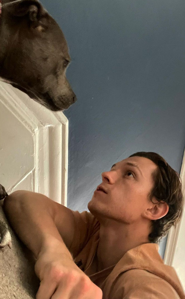 Celebrity Dog Dads, Tom Holland