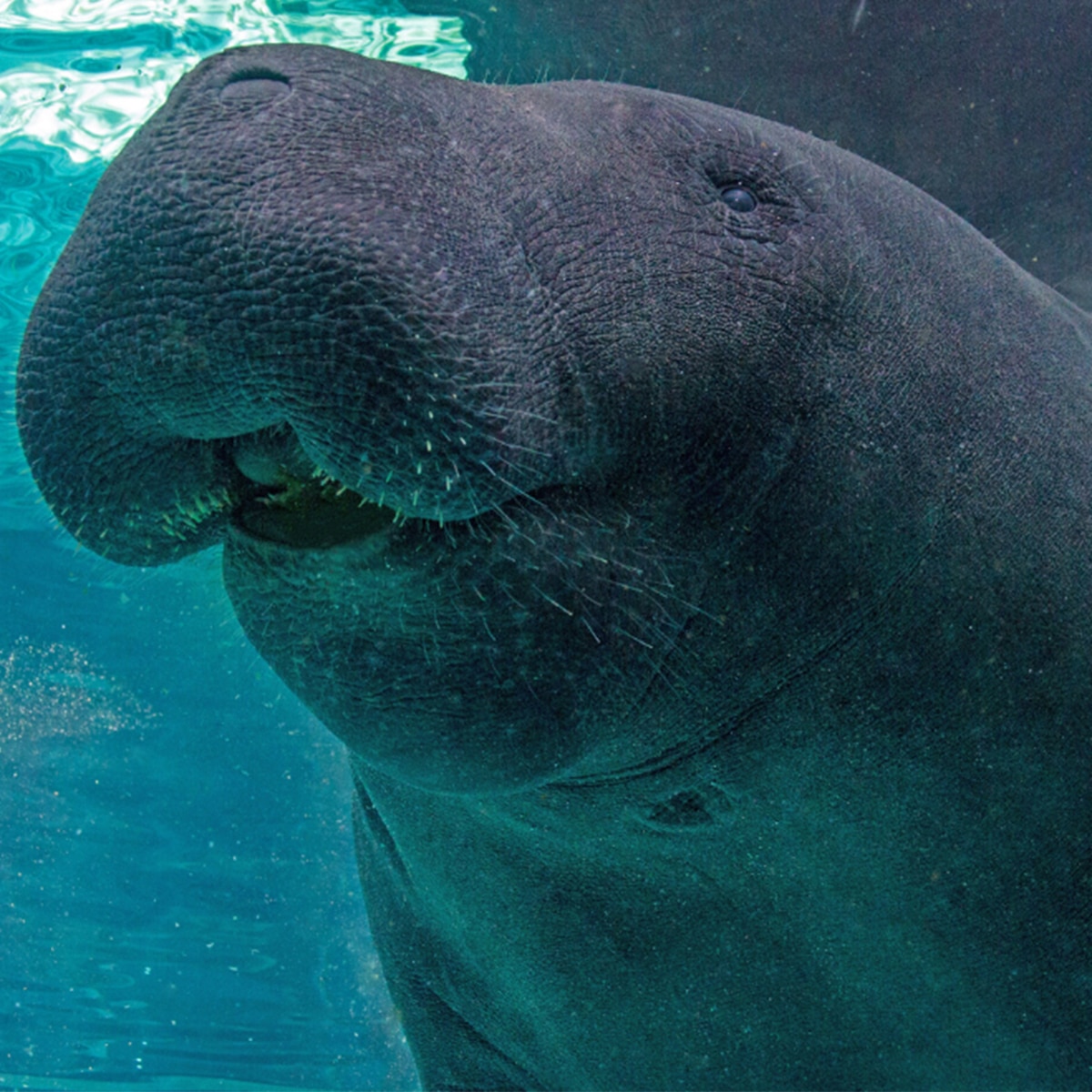 Hugh the Manatee, Mote Aquarium's Marine Mammal Center