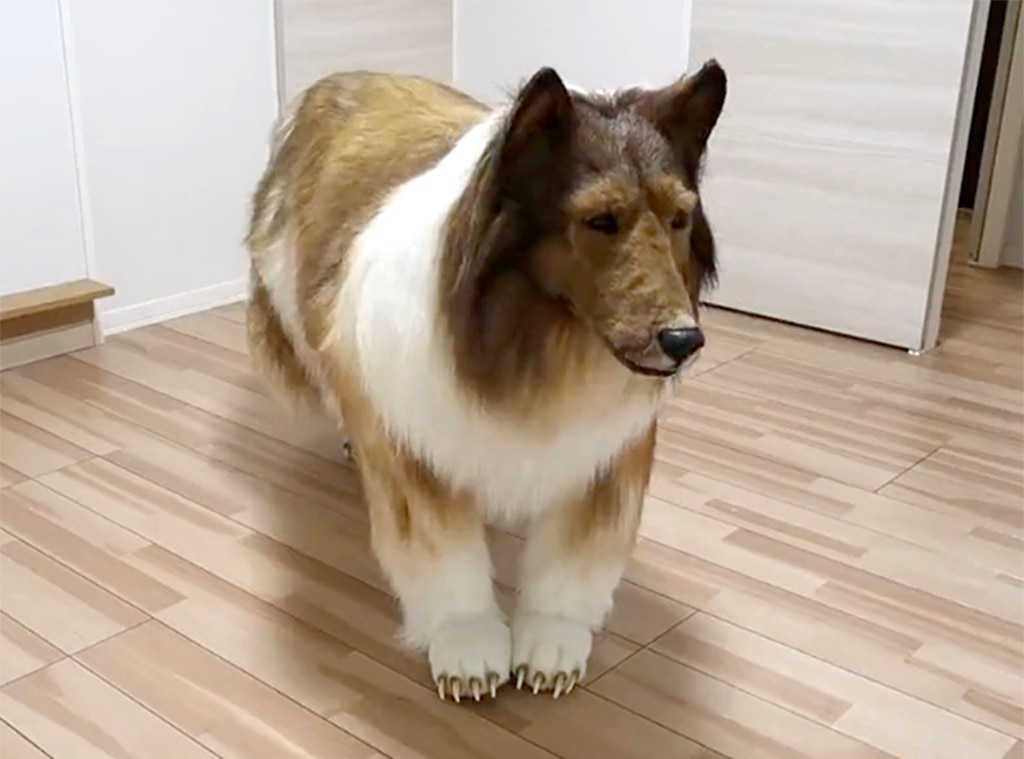 YouTuber Spent $14K to Transform Into Dog: Takes First Walk in Public