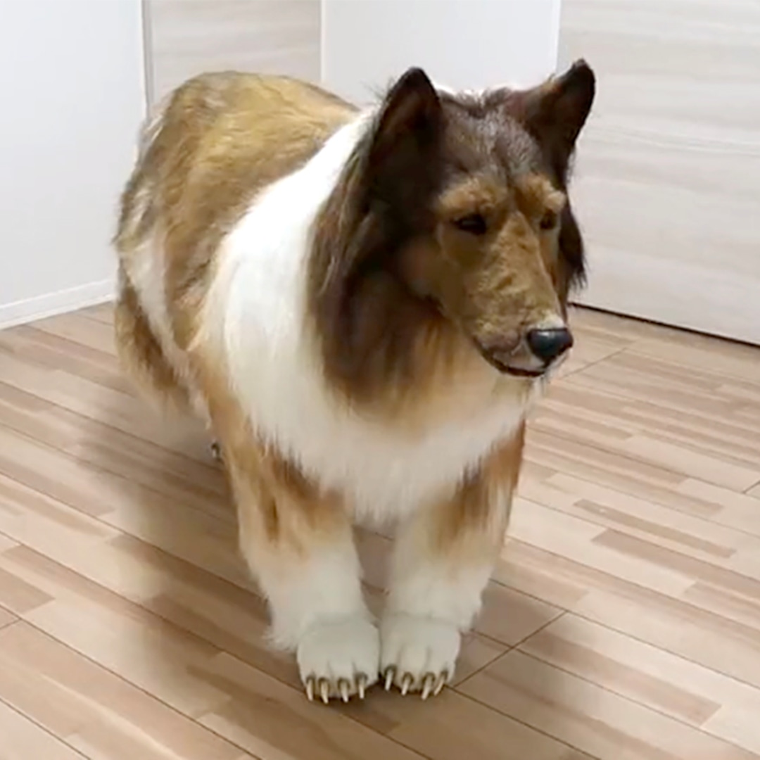 I'm an image I'm an image