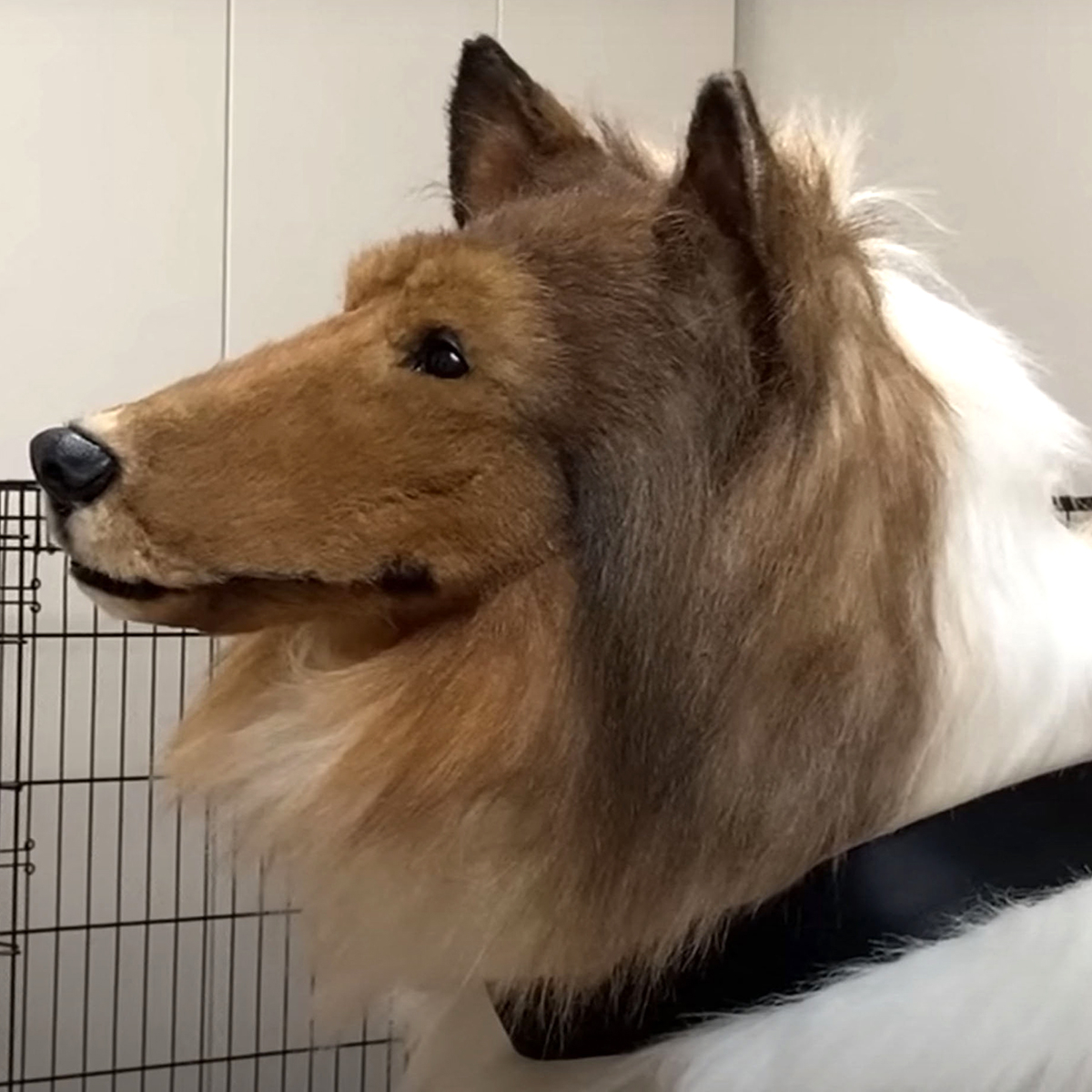 Dogs and people's reactions to seeing a realistic dog costume