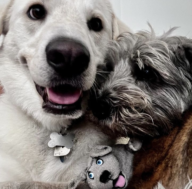 Jennifer Aniston, Dogs