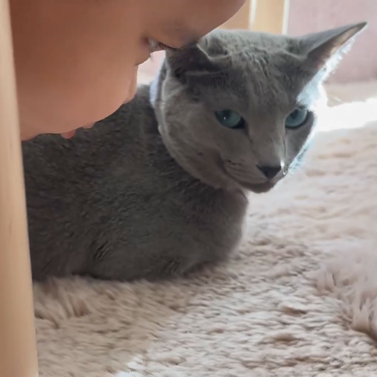Синът на Khloe Kardashian, Тейтъм, се свързва с котката им в очарователно видео