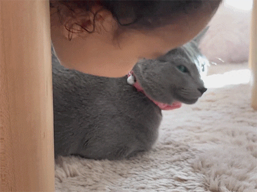 Khloe Kardashian, Tatum Thompson, Cat, Grey Kitty, Instagram, 2024, GIF