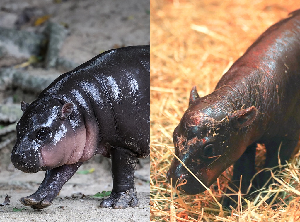 Who is Baby Hippo Haggis? Meet The Edinburgh Zoo’s Latest Addition