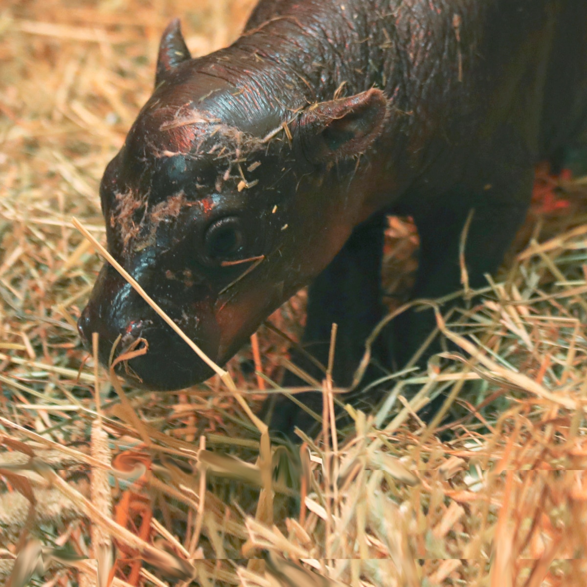 Who is Baby Hippo Haggis? Meet The Edinburgh Zoo’s Latest Addition