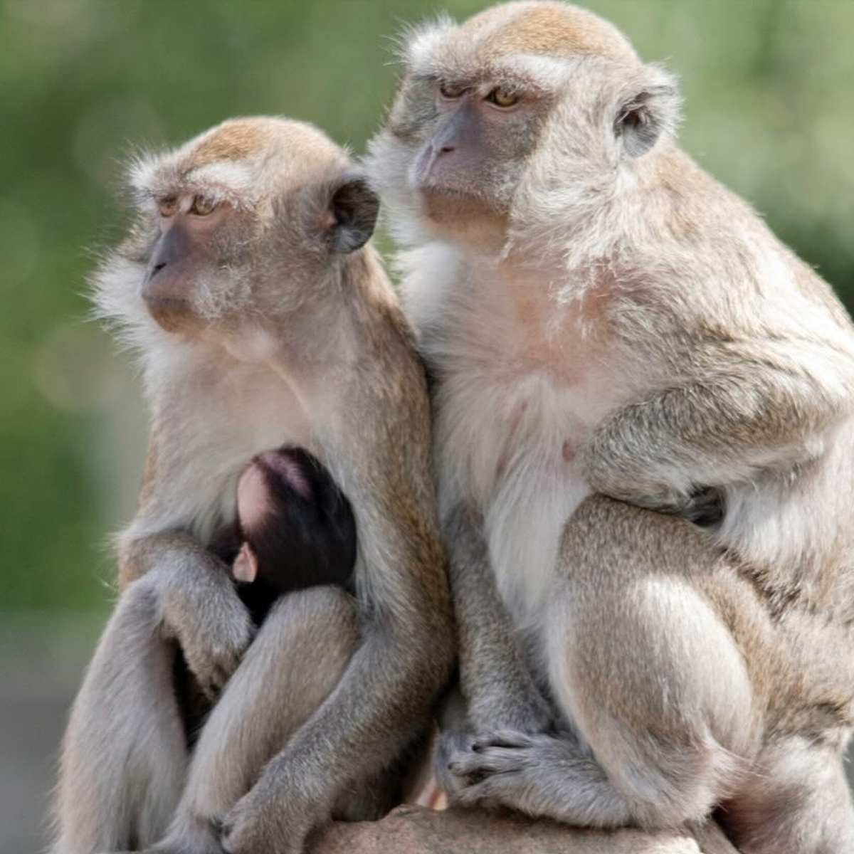 Police Searching for 40 Monkeys That Escaped South Carolina Facility 