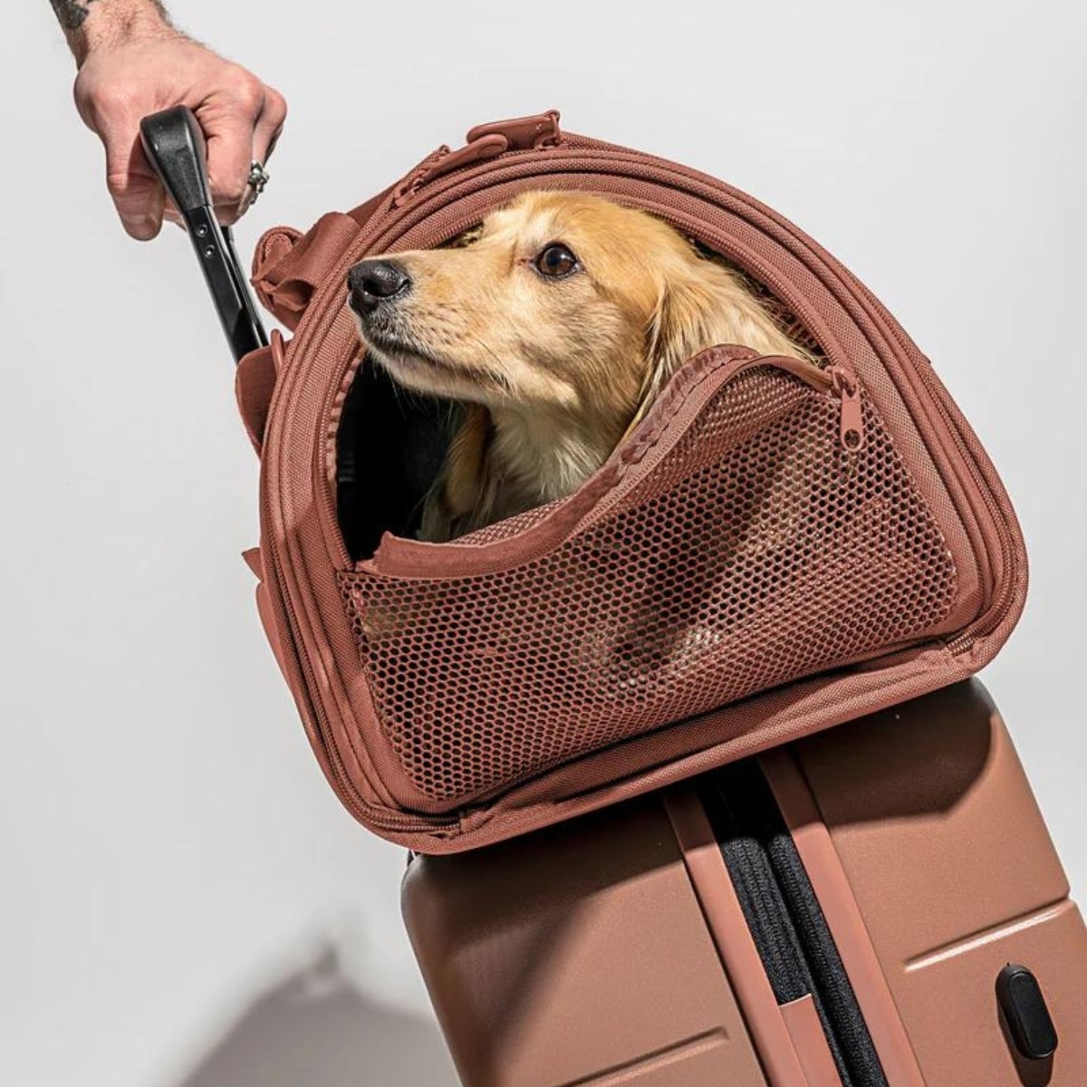 Dog carriers 2024 for planes