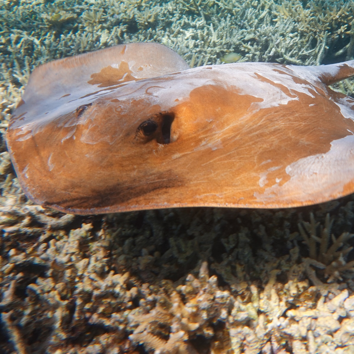 Mystery of Pregnant Stingray With No Male Mate Will Have You Hooked