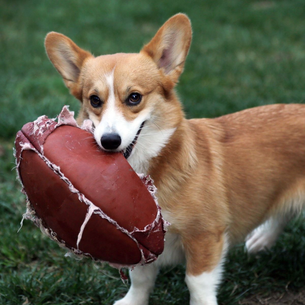 Shop - Puppy Bowl - Thumbnail