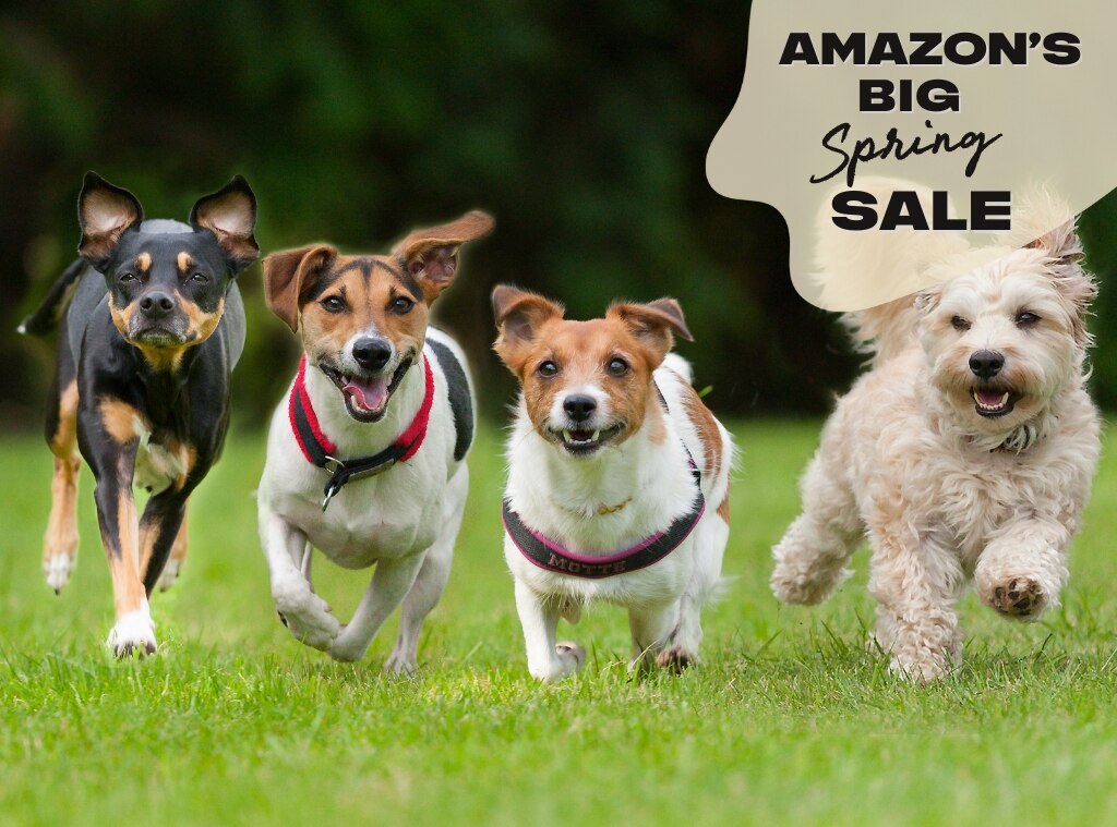 Celebrate National Puppy Day with Amazon s Big Spring Sale Pet Deals