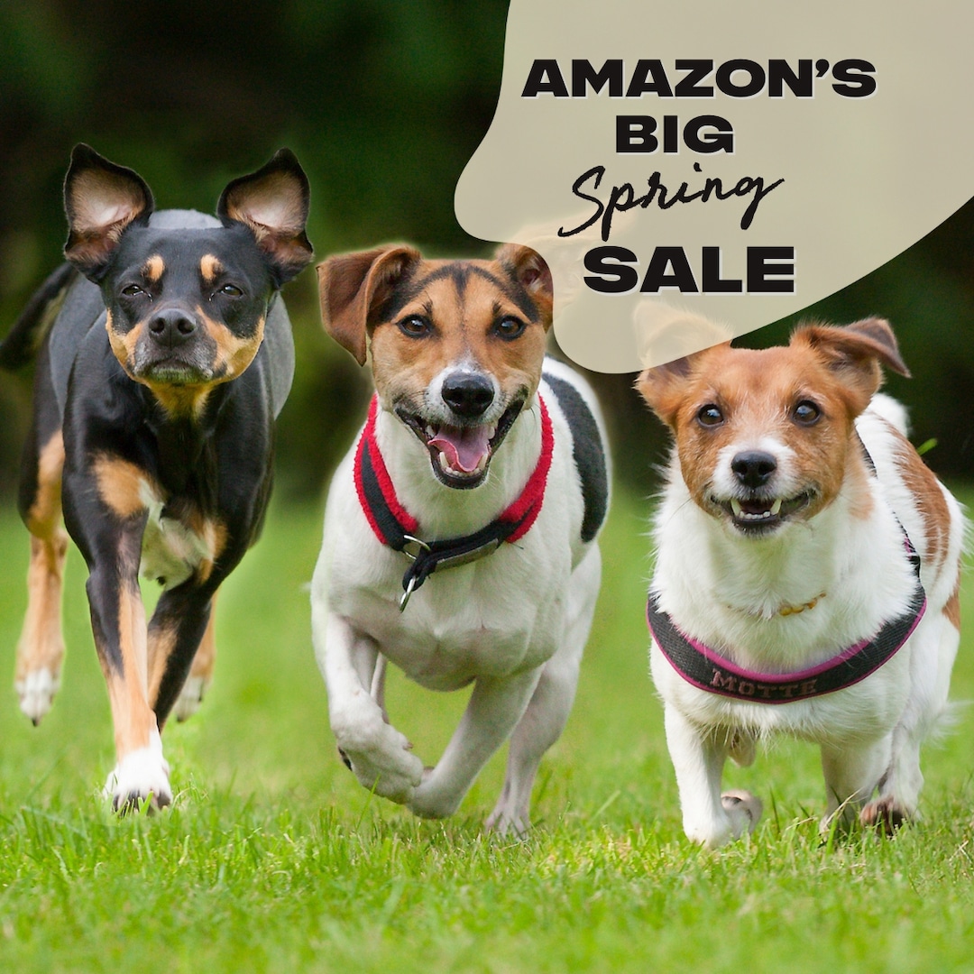 Национален ден на кученцата е: отпразнувайте вашето кожено бебе с големите пролетни разпродажби на Amazon за домашни любимци