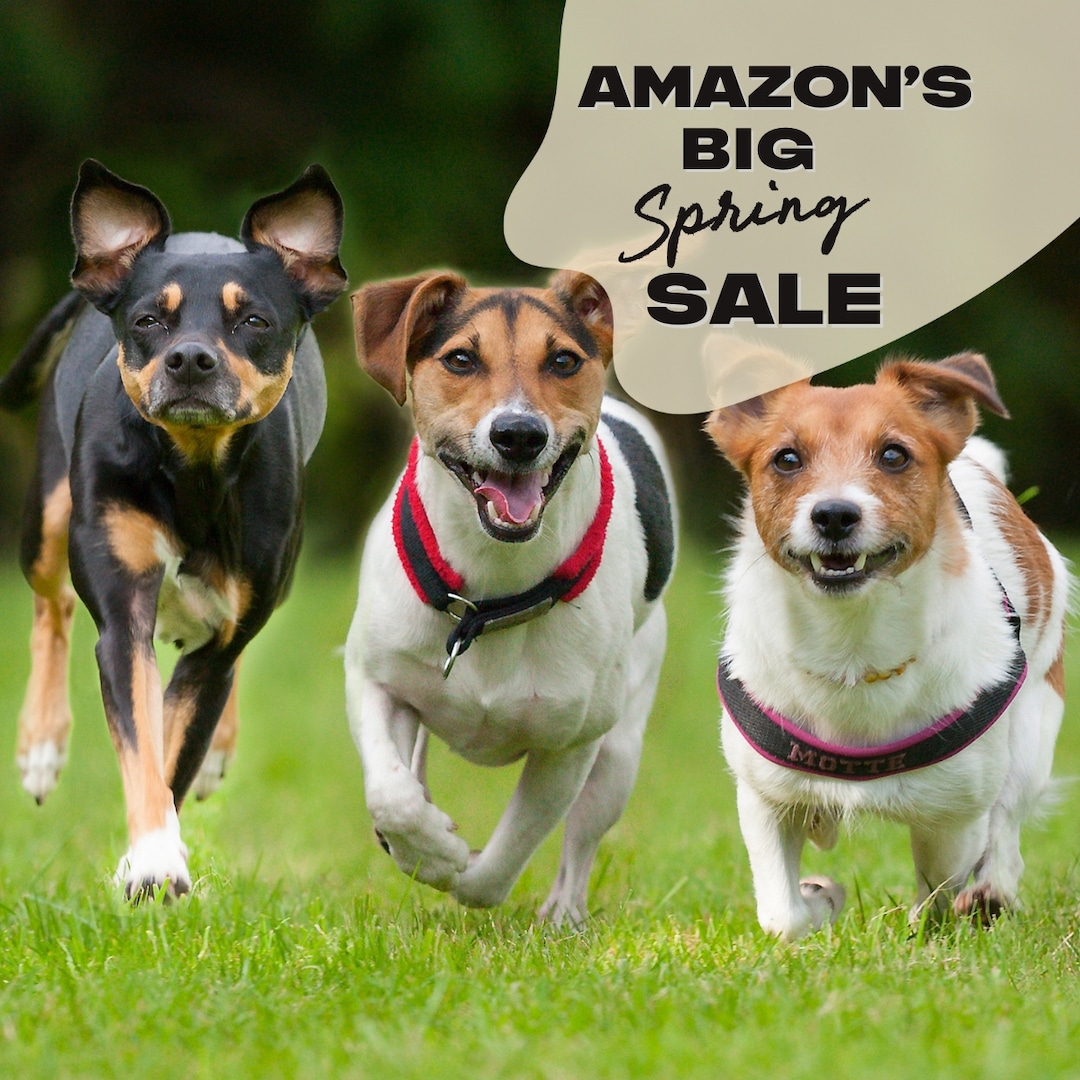 It’s National Puppy Day: Celebrate Your Fur Baby With Amazon’s Big Spring Sale Pet Deals – E! Online It’s National Puppy Day: Celebrate Your Fur Baby With Amazon’s Big Spring Sale Pet Deals – E! Online