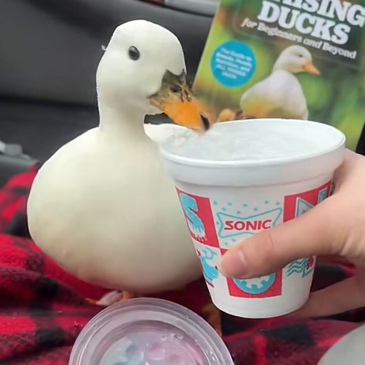TikTok Duck Munchkin, известен с това, че пие ледена вода във вирусни видеоклипове, умира след посещение на ветеринар