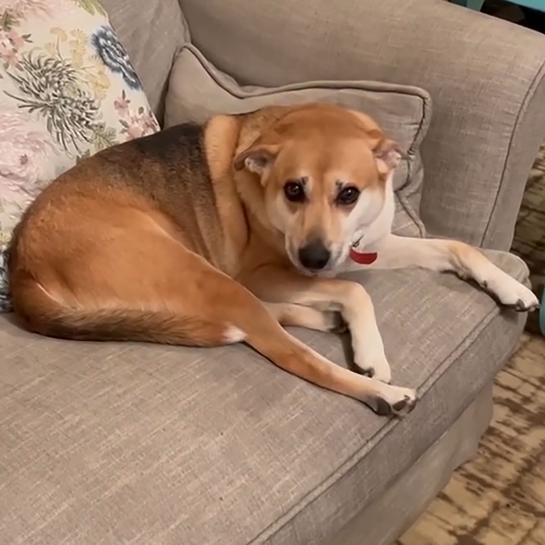 Why the Delivery Driver Who Fatally Shot Angie Harmon’s Dog Won’t Be Charged – E! Online Why the Delivery Driver Who Fatally Shot Angie Harmon’s Dog Won’t Be Charged – E! Online