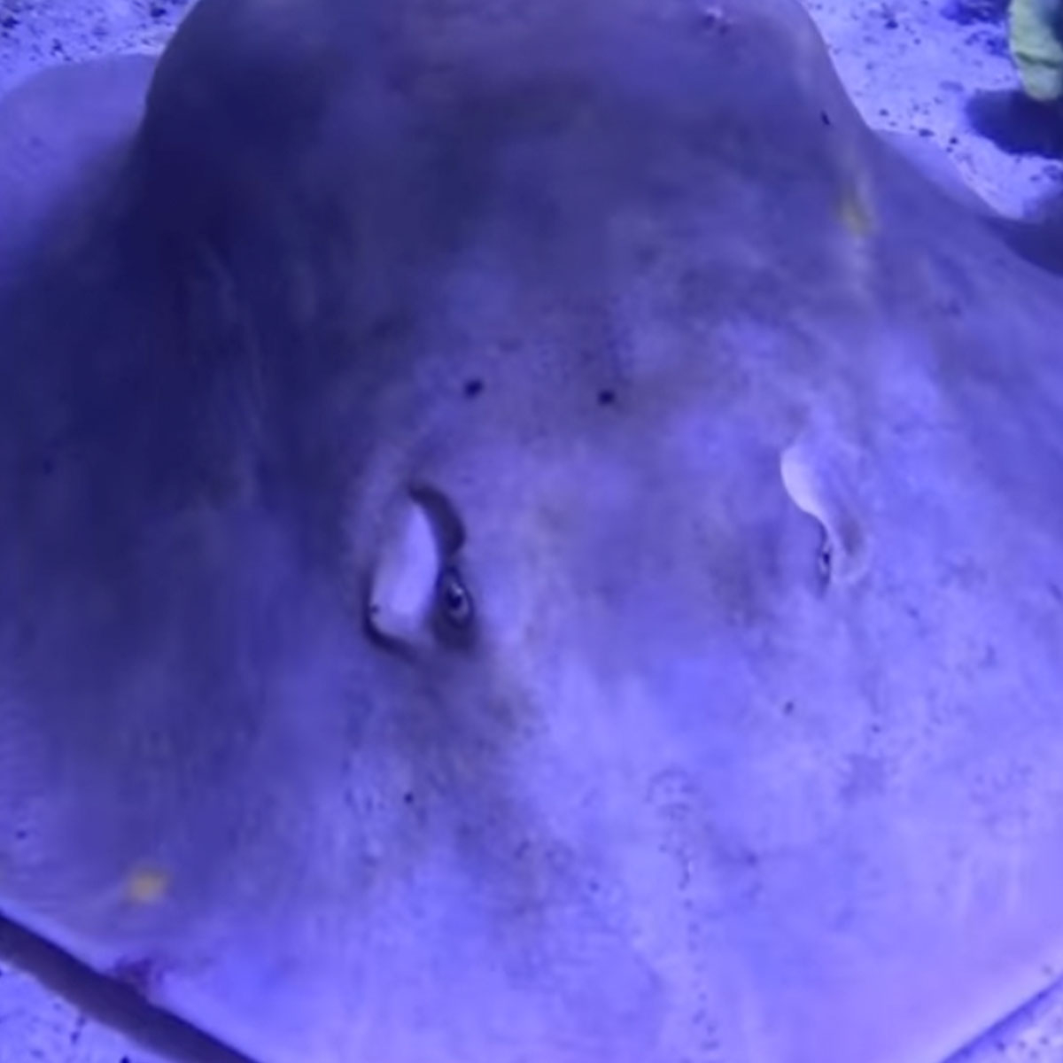 Charlotte the Stingray Is Not Pregnant, Aquarium Owner Confirms