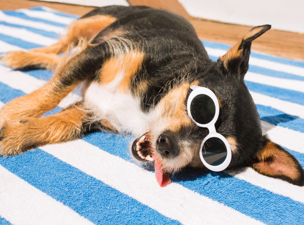 Shop Things to Keep Your Pet Cool in Summer