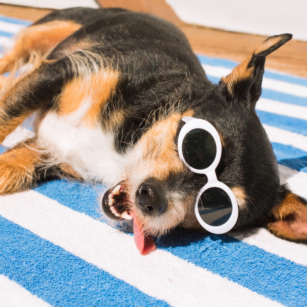 Shop Things to Keep Your Pet Cool in Summer