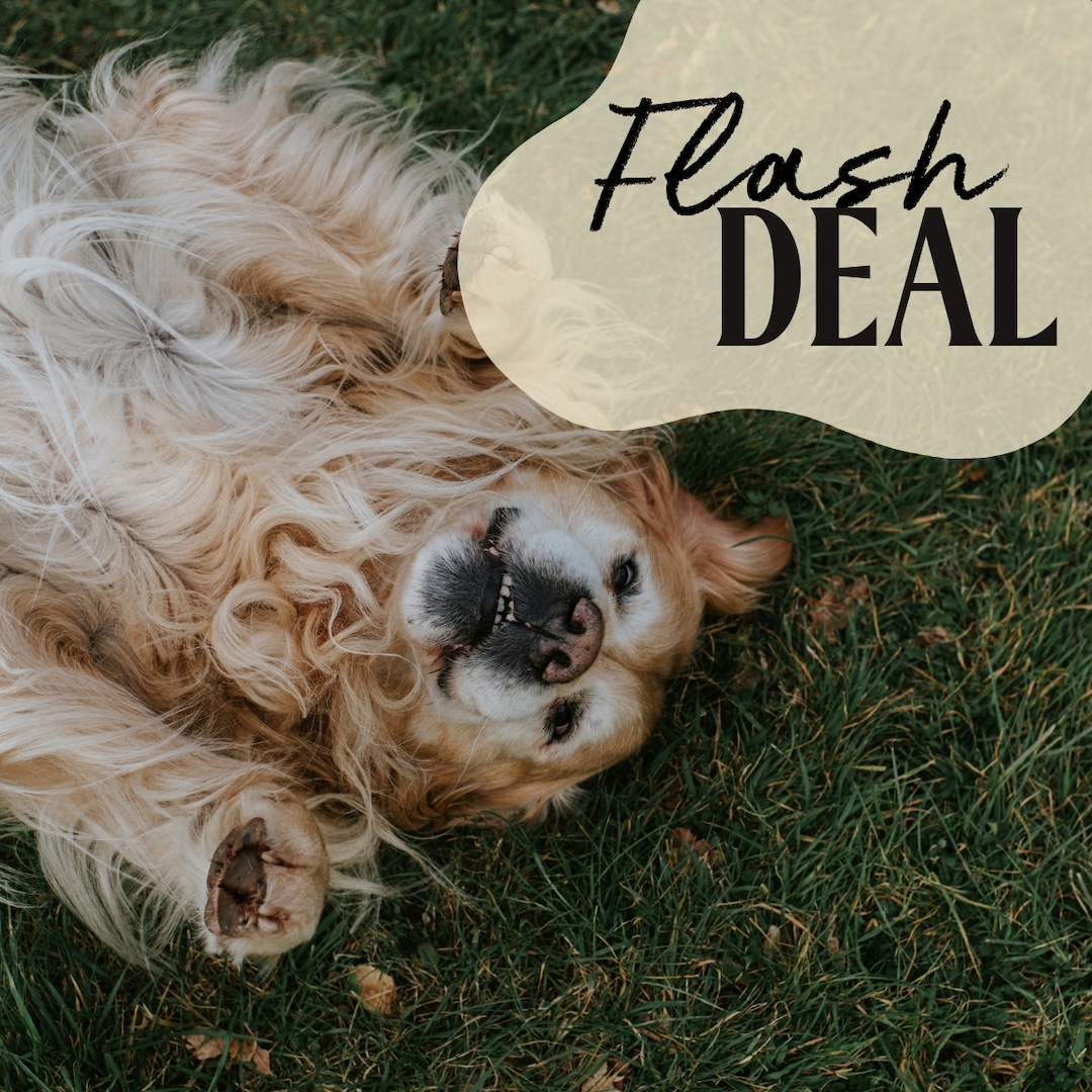 Amazon Pet Day 2024 is Here: Save Up to 77% Off on Fur Baby Essentials For 48 Hours Only – E! Online Amazon Pet Day 2024 is Here: Save Up to 77% Off on Fur Baby Essentials For 48 Hours Only – E! Online