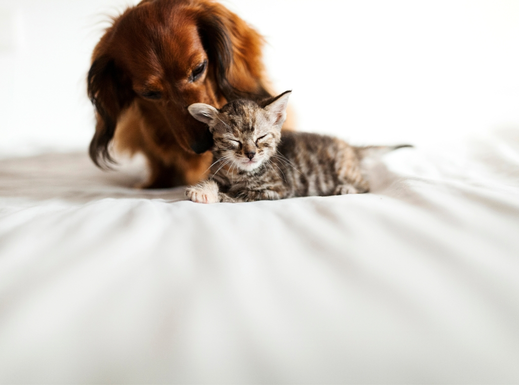 Store Early Amazon Top Day Pet Deals