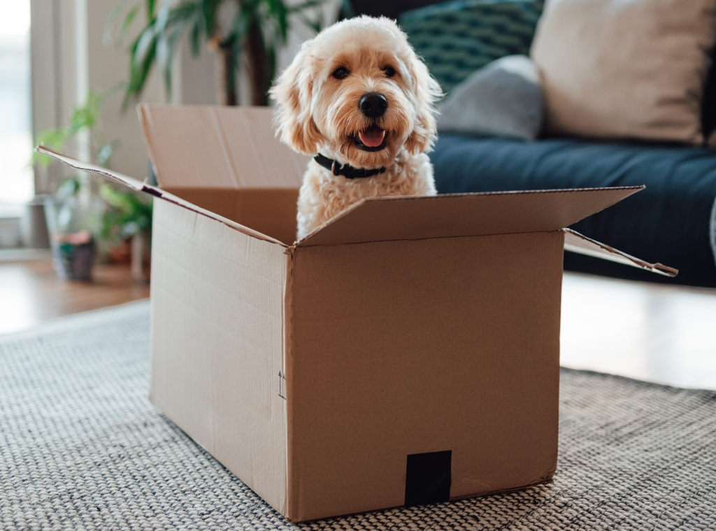 Shop Amazon Prime Day 2024 Pet Deals