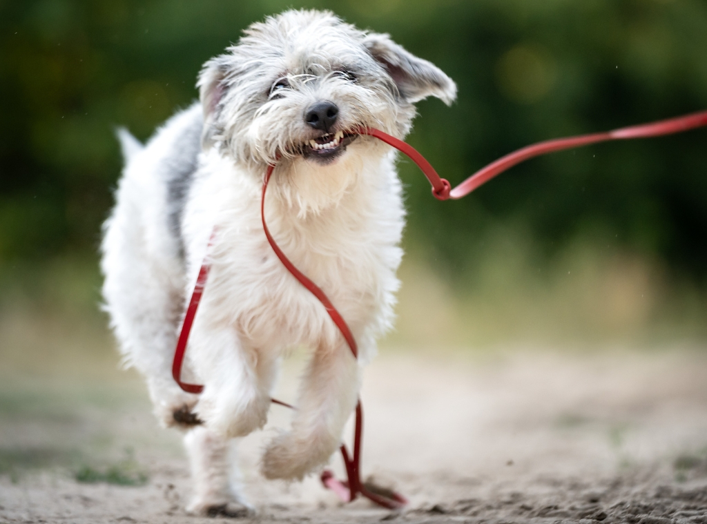 Shop Dog Walking Products - hero images