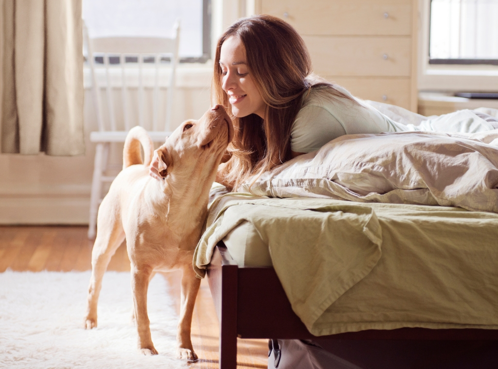 Pet Parent-Authorized Bid Solvers - hero photography