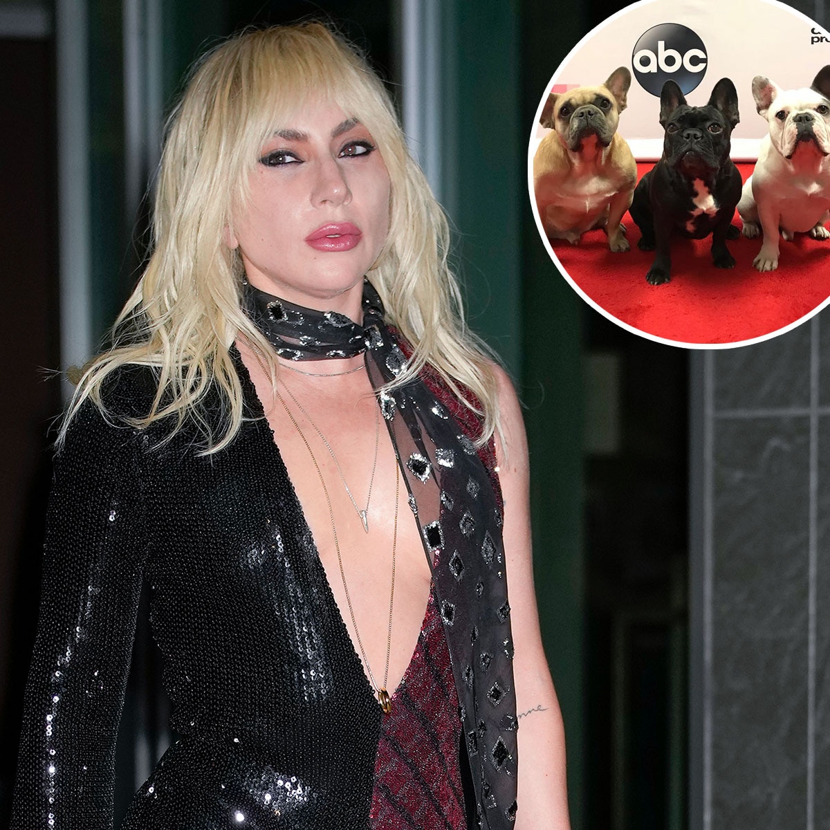 Lady Gaga da la bienvenida al primer cachorro nuevo desde el incidente de secuestro de perros de 2021