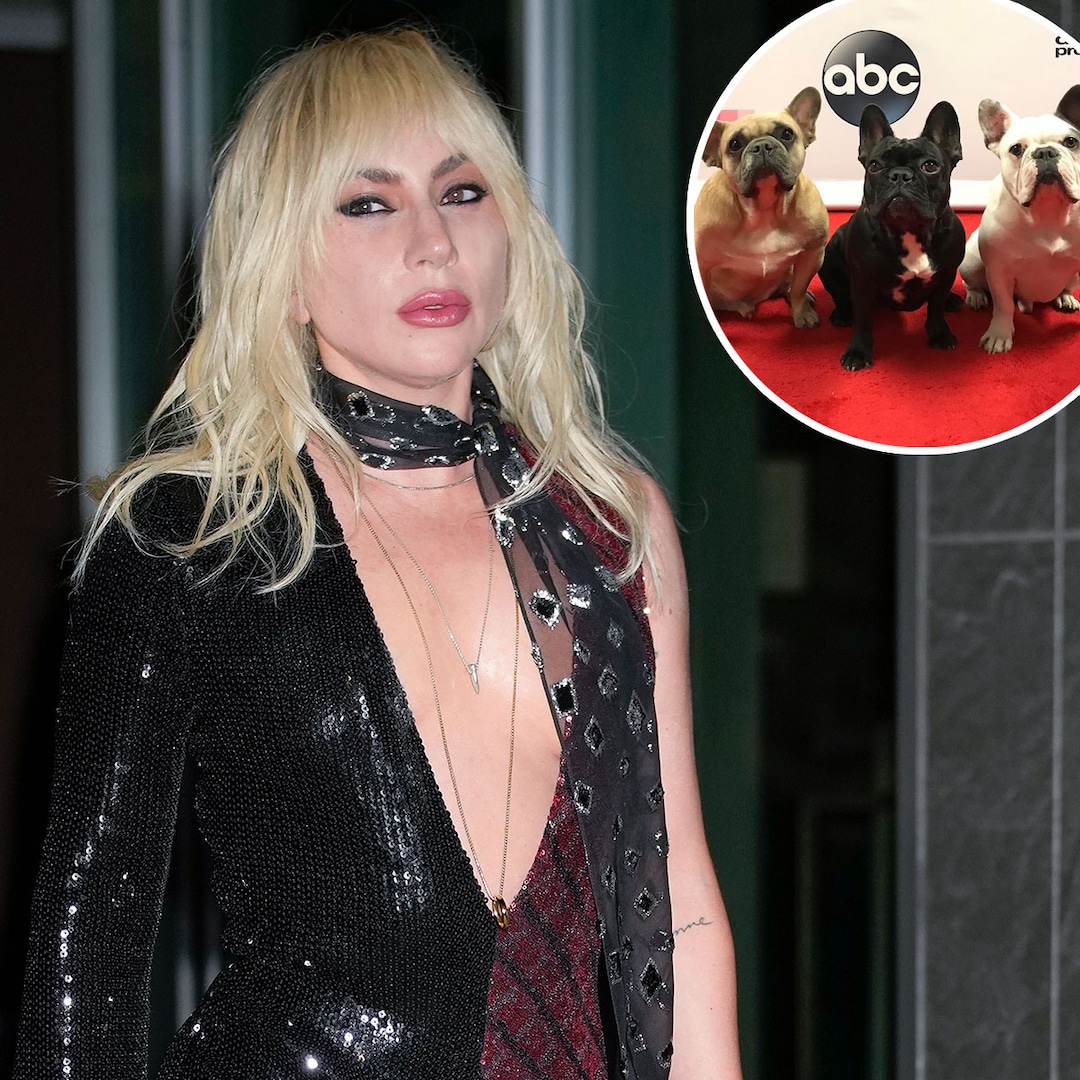 Lady Gaga Welcomes First New Puppy Since 2021 Dog Kidnapping Incident – E! Online Lady Gaga Welcomes First New Puppy Since 2021 Dog Kidnapping Incident – E! Online