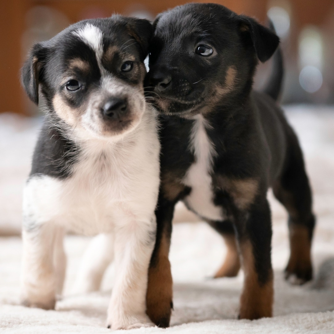 Марката представена в тази статия е част от програмата Creator